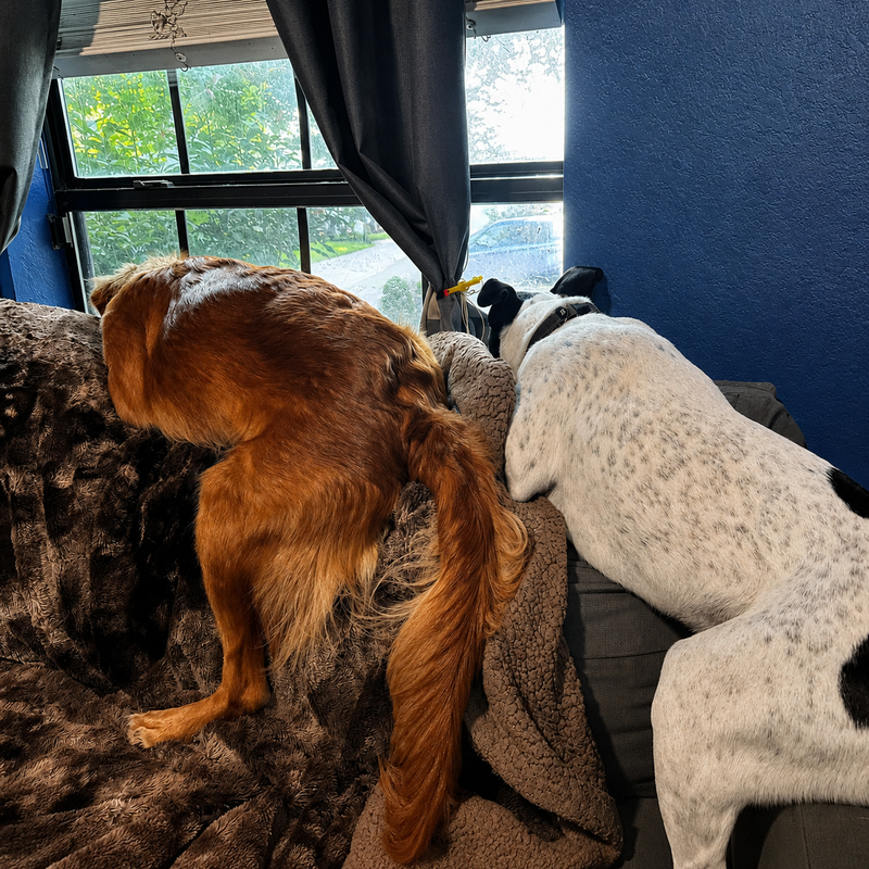 Dein Hund ist nicht ungezogen. Er langweilt sich zu Tode.